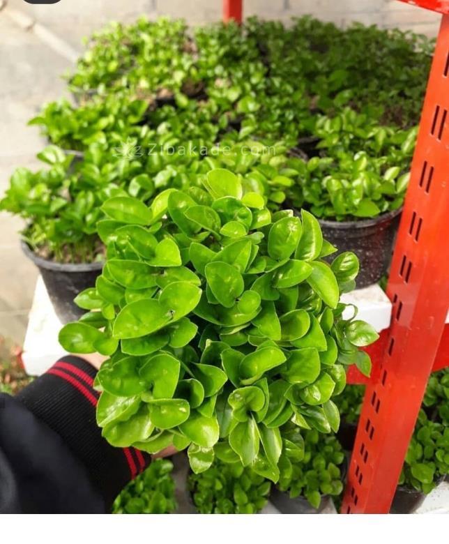 سبزه عید را خودتان سبز کنید !